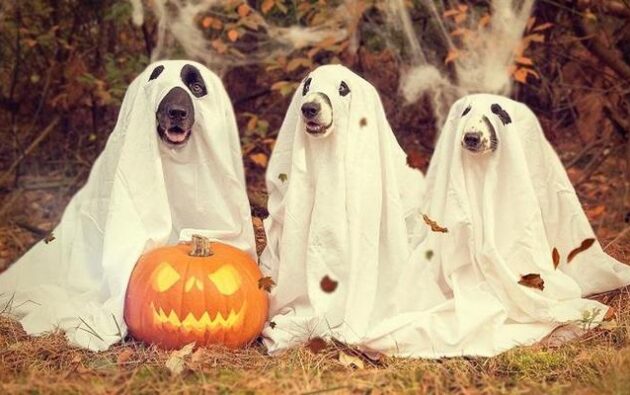 Co łączy domeny z Halloween? - rozwiąż QUIZ i zdobądź nagrodę