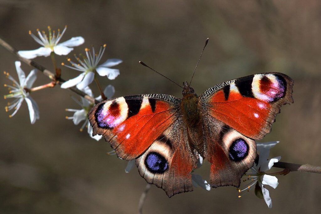 motyl io Aglais io